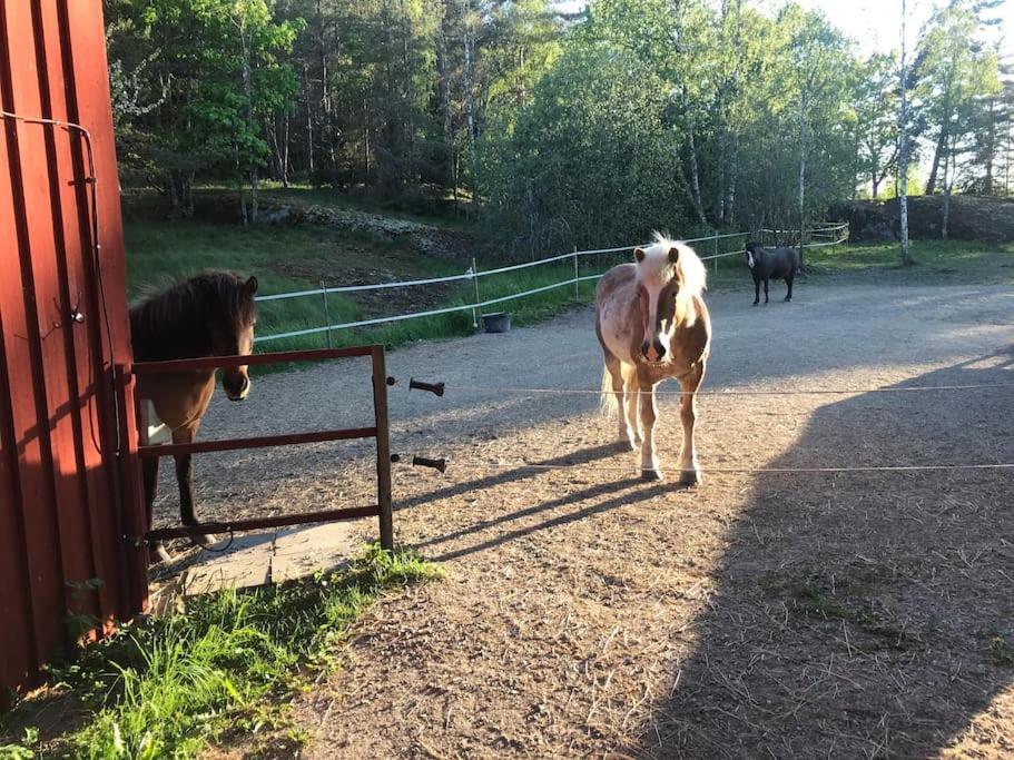 Cozy Lodge At Horse Farm With Lake And Sauna Holo  Exteriör bild